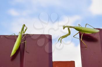 The female and the male praying mantis on a metal fence profile