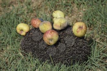 Hedgehog on a green grass. Hedgehog needles pinned on apples, peaches and plums. Hedgehog curled up into a ball.