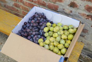 Cardboard box with plums. Plum blue and yellow.