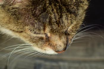 The muzzle of the old striped cat. Old age house cats.