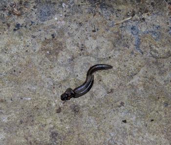 Mating millipede. Millipede - centipedes black with strong armor.