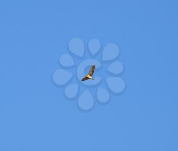 A bird in the blue sky. Silhouette of flying bird on a blue sky background.