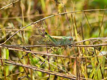 Migratory locust sits on ambrosia. Orthoptera Insect, pest fields.