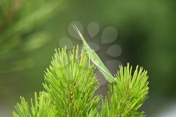 Green locusts, orthoptera insect. Ordinary locusts on the young conifers.