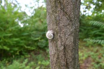 Conch snail on a tree trunk. Land with clam shell.