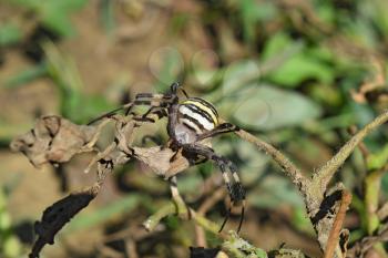 Argiopa Spider on the web. Arachnid predator. Spider crawling on the dry grass.
