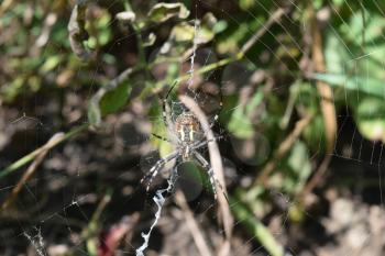 Argiopa Spider on the web. Arachnid predator.