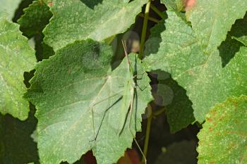 Green locusts, orthoptera insect. Ordinary locusts on grape leaves.