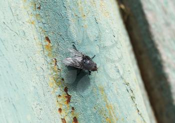 Seated big black fly. Scavenger peddler and microbes.