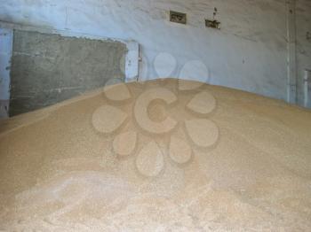 Heap of grains of barley and wheat in stock. Storage of grain crop before delivery to the consumer.