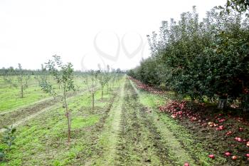 Apple orchard. Rows of trees and the fruit of the ground under the trees.