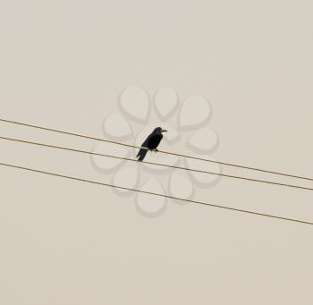lone black crow sitting on wires. Carrion Crow corvids.