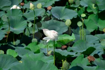 Pond with lotuses. Lotuses in the growing season. Decorative plants in the pond.