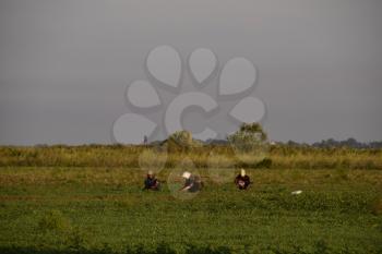 Workers on the plantation manually pull out the weeds. Workers in the field working.