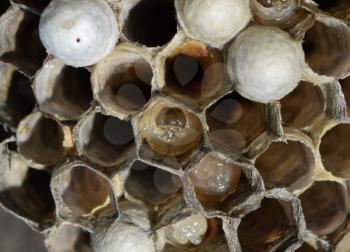 The larvae in honeycombs hornet's nest. Wasps polist. The nest of a family of wasps which is taken a close-up.