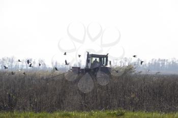 Tractor plowing a field and crows flying around him in search of food.