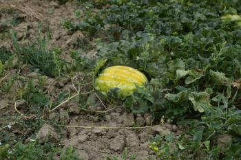 The growing water-melon in the field. Cultivation of melon cultures.