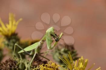 The female praying mantis devouring wasp. The female mantis religiosa. Predatory insects. Huge green female mantis.