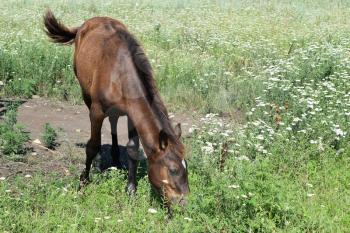 The grazed horse. The horse eats the grass growing on a pasture at coast of the Sea of Azov.