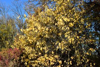 Wild apricot with the turned yellow leaves. Autumn landscape.
