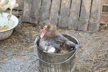 Musky duck bathes in a bucket of water. The maintenance of musky ducks in a household.