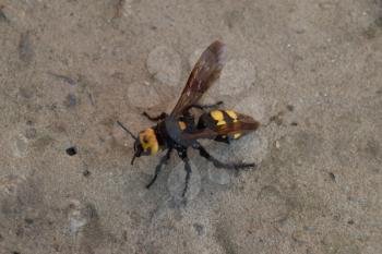 Megascolia maculata. The mammoth wasp. Wasp Scola giant on the concrete.