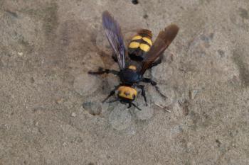 Megascolia maculata. The mammoth wasp. Wasp Scola giant on the concrete.