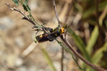 Megascolia maculata. The mammoth wasp.