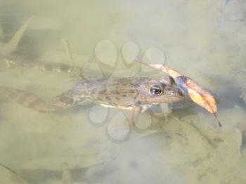  Frog in water. Amphibious in a native habitat.                             