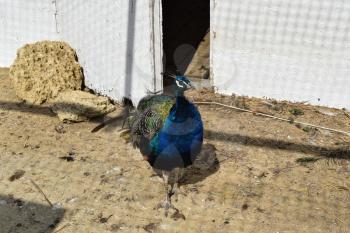 Male of a peacock in the open-air cage. The contents in bondage of wild decorative birds.