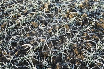 Field of winter wheat. Hoarfrost on foliage of sprouts of wheat.