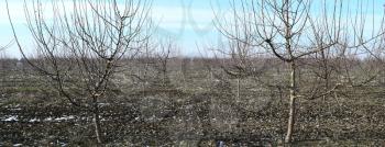Young apple orchard. Growing and Caring for orchard of apple trees.