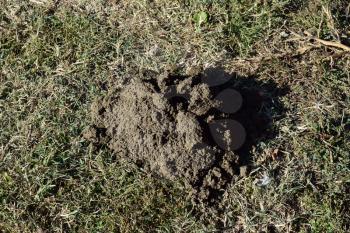 Hillock of the earth dug by a mole. Activity of underground animals.