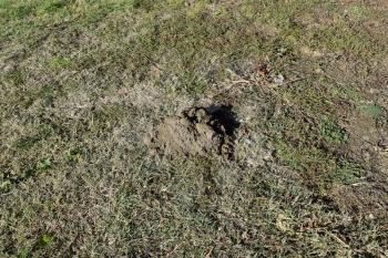 Hillock of the earth dug by a mole. Activity of underground animals.