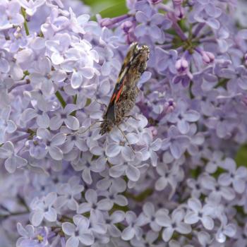 Lilac flowers on the branches of a butterfly admiral. Insect pollinators.