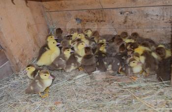 Ducklings of a musky duck. Ducklings of a musky duck in the shelter with hay on a floor and a box for a lodging for the night.