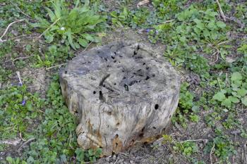 An old stump, eaten by larvae of a beetle lumberjack. The course of larvae of woodworm in a rotten stump.