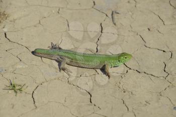 An ordinary quick green lizard. Lizard on dry ground. Sand lizard, lacertid lizard.