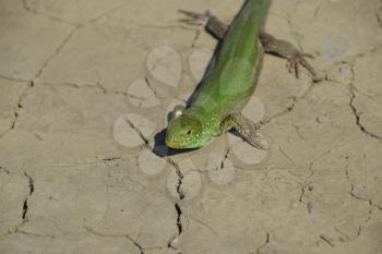 An ordinary quick green lizard. Lizard on dry ground. Sand lizard, lacertid lizard.