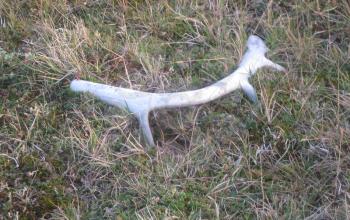 Reindeer horn. Here in such look deer dump horns.