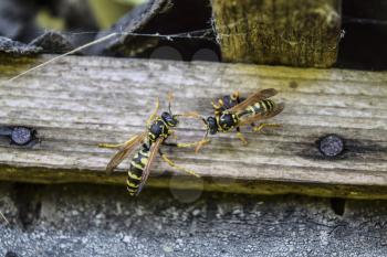 Two wasps on a plank. Wasps polist. The nest of a family of wasps which is taken a close-up.