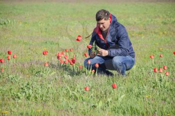 A man in a jacket on a field of tulips. Glade with tulips. A man is tearing tulips in a bouquet.