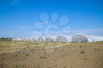 A group of greenhouses for growing tomatoes and cucumbers. Growing tomatoes in the greenhouse. Seedlings in the greenhouse. Growing of vegetables in greenhouses