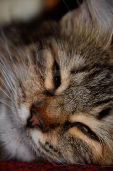 Muzzle of a striped cat. Domestic cat