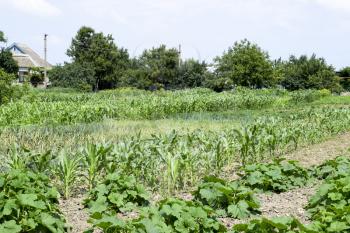 Vegetable garden with zucchini and corn. Vegetable beds in the garden. Weed beds