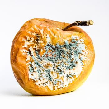 A rotten apple covered with a mold.