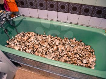 Field champignons. Edible mushroom. Mushrooms in the bathroom. Mushroom washing in the bathroom.