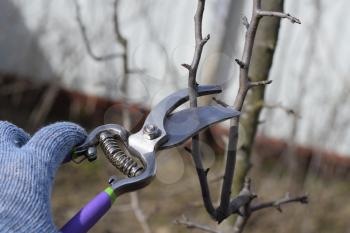 Pruning pear branches pruners. Trimming the tree with a cutter. Spring pruning of fruit trees.
