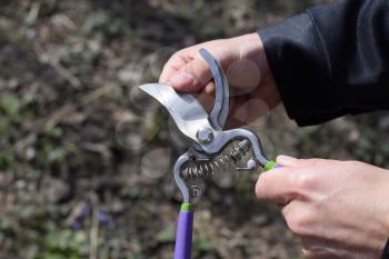 Check the pruning blade for sharpness. Trimming the tree with a cutter. Spring pruning of fruit trees.