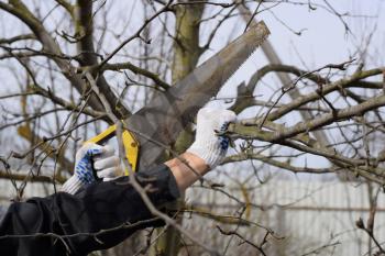 Cutting a tree branch with a hand garden saw. Pruning fruit trees in the garden.